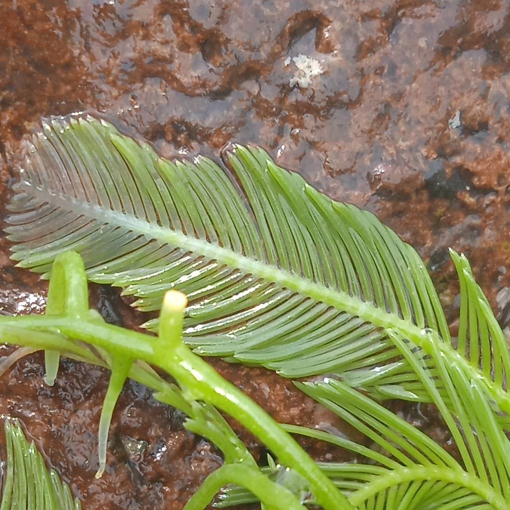 Green Feather Alga