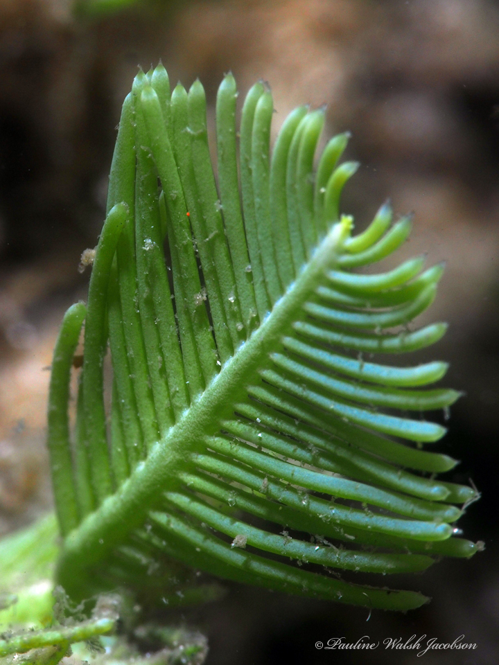 Green Feather Alga