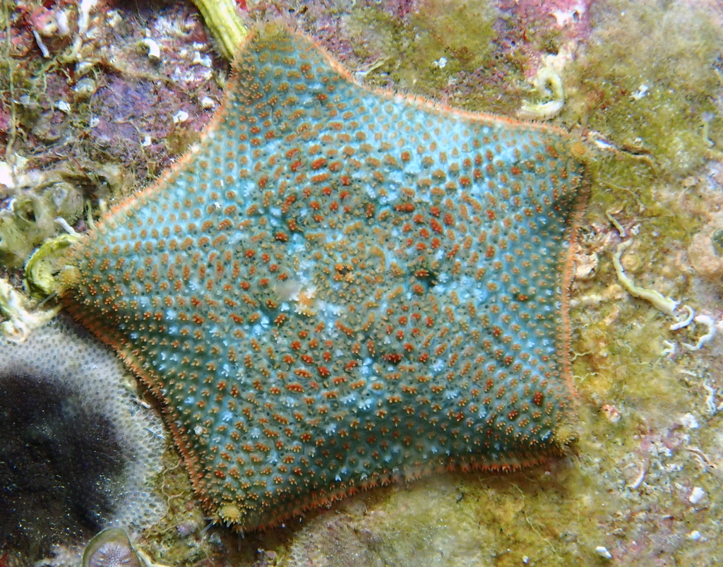 Astérie bossue