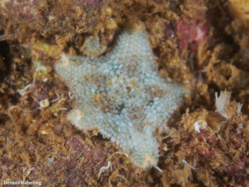 Cushion Star