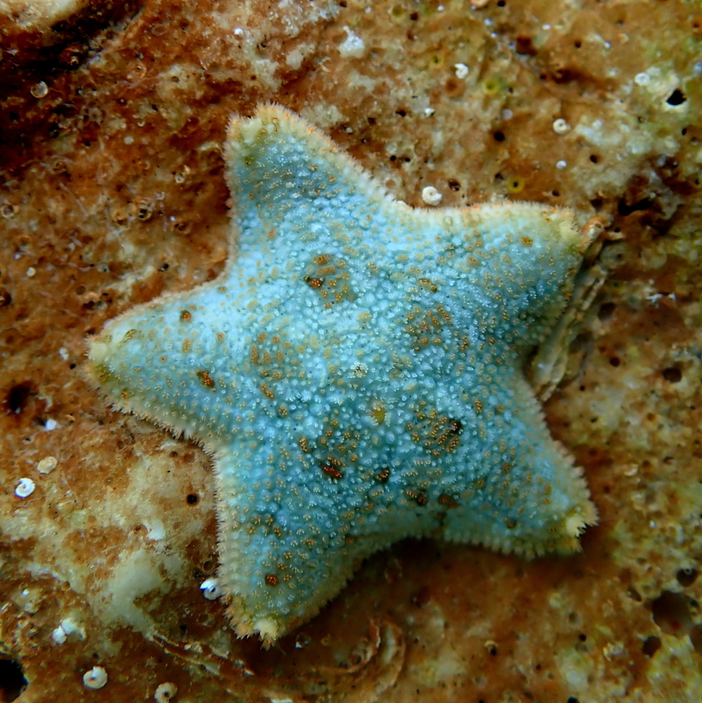 Astérie bossue