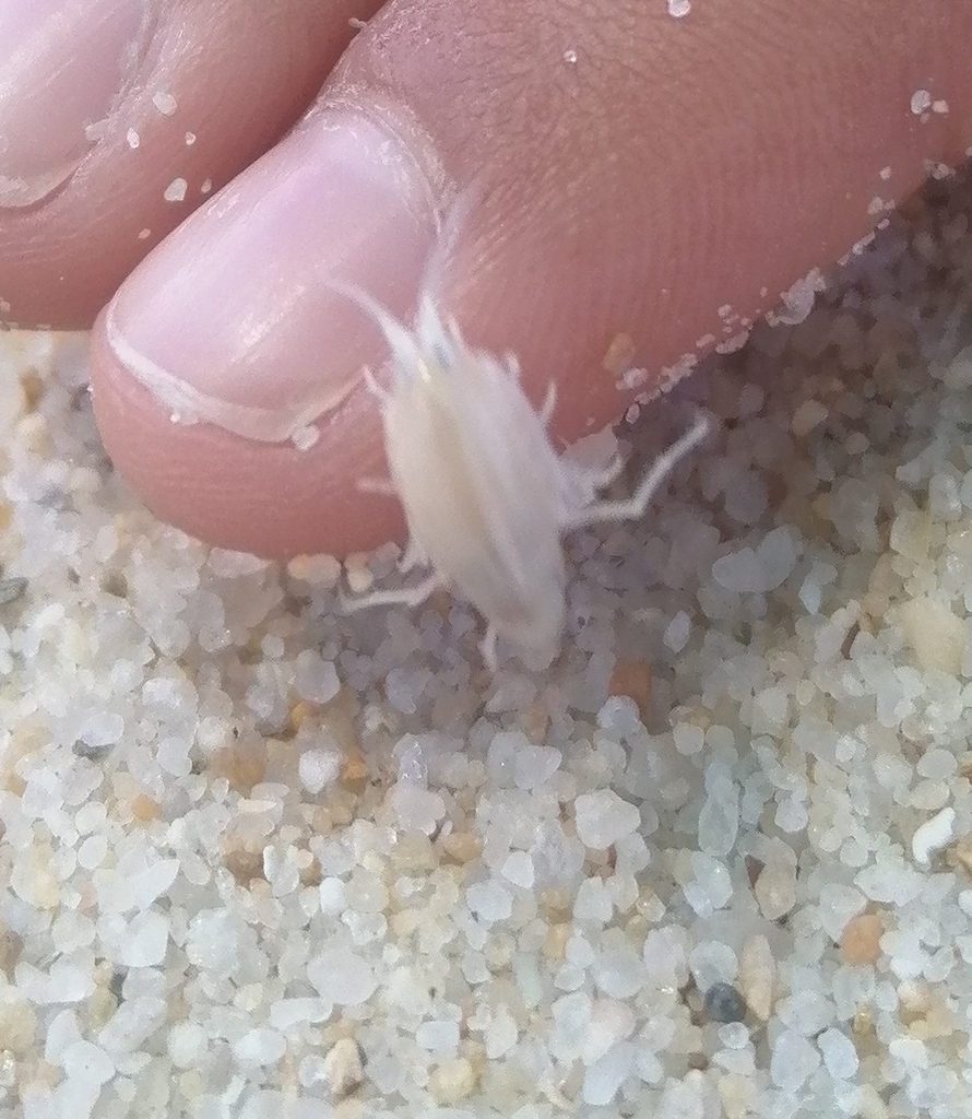 European Sand Hopper