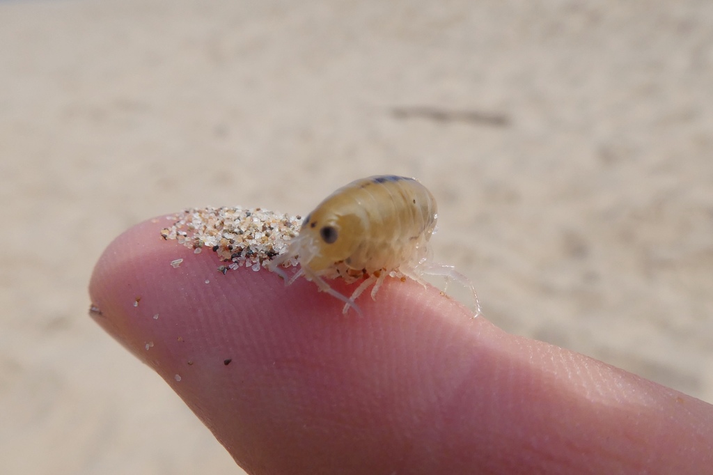 European Sand Hopper