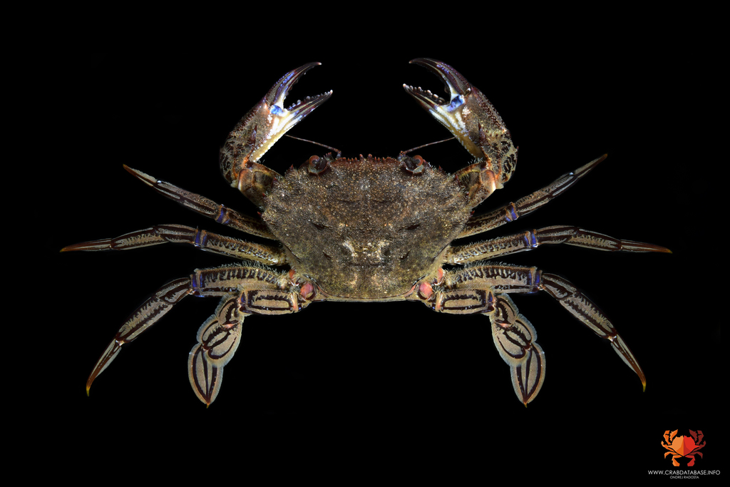 Velvet Swimming Crab