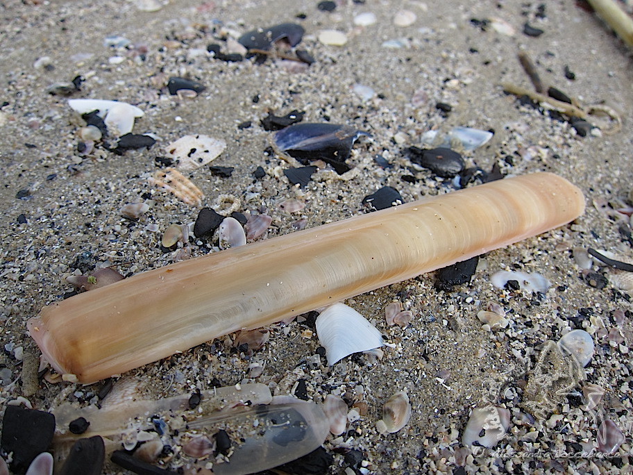 Grooved Razor Shell