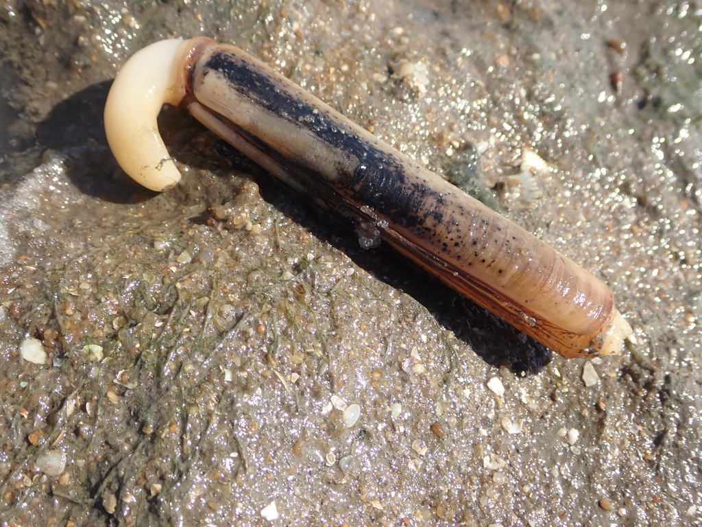 Grooved Razor Shell