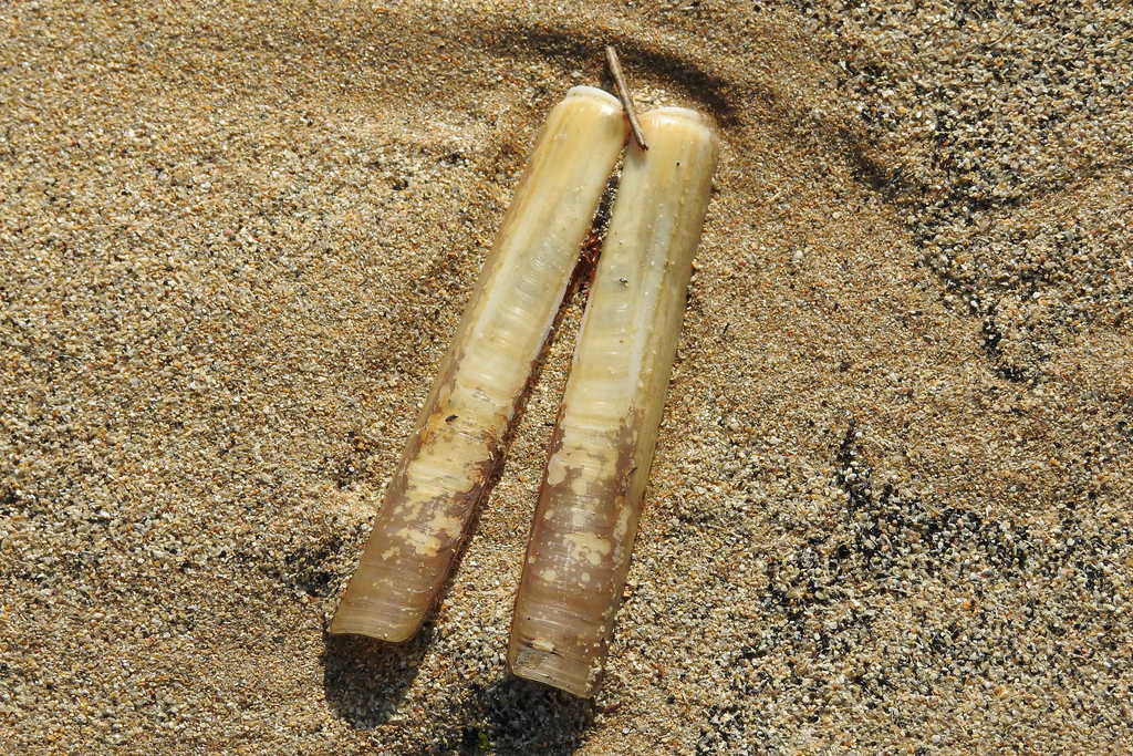 Grooved Razor Shell