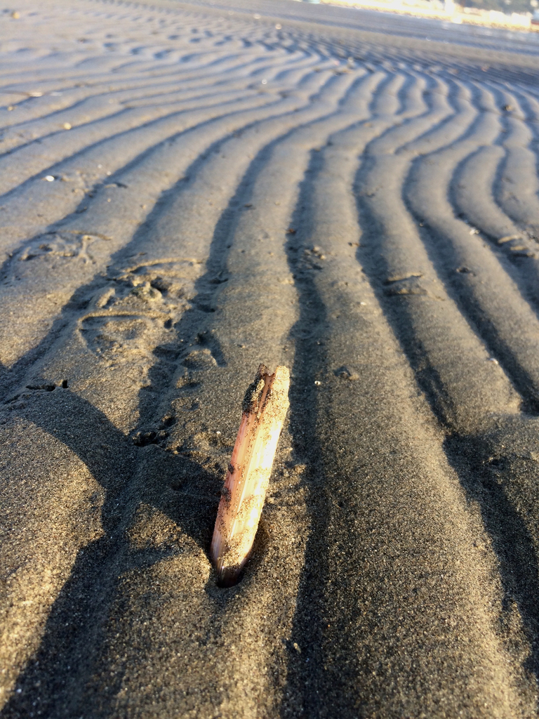 Grooved Razor Shell