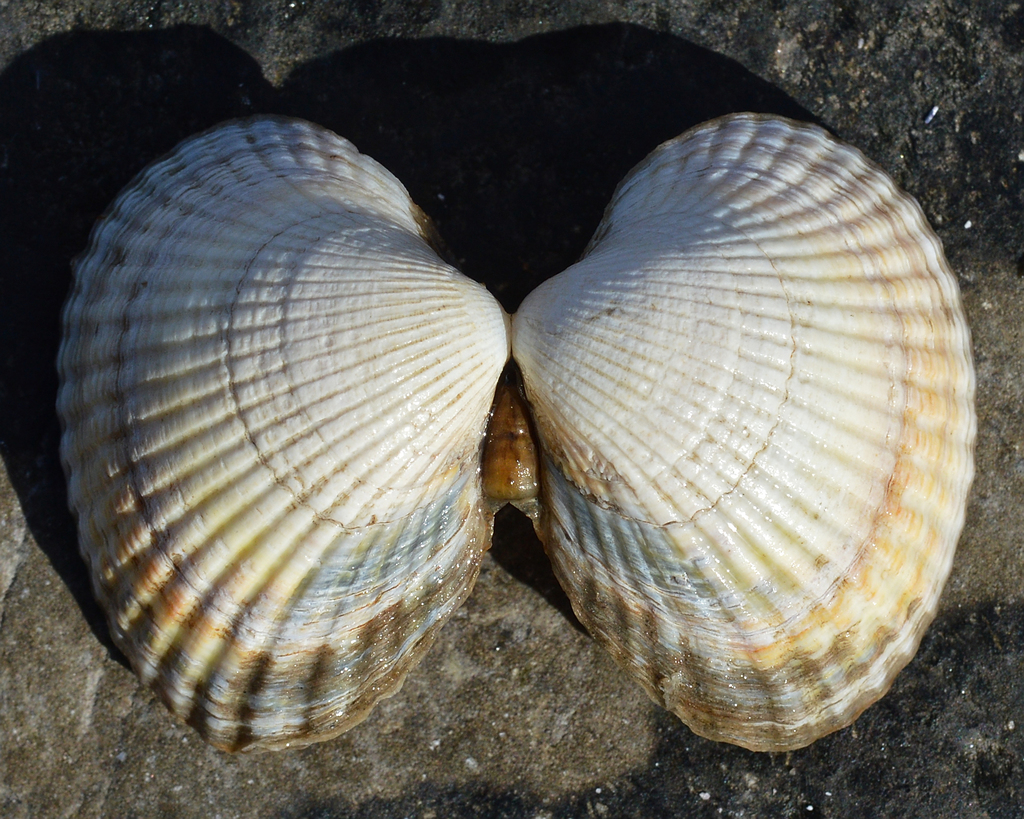 Common Cockle