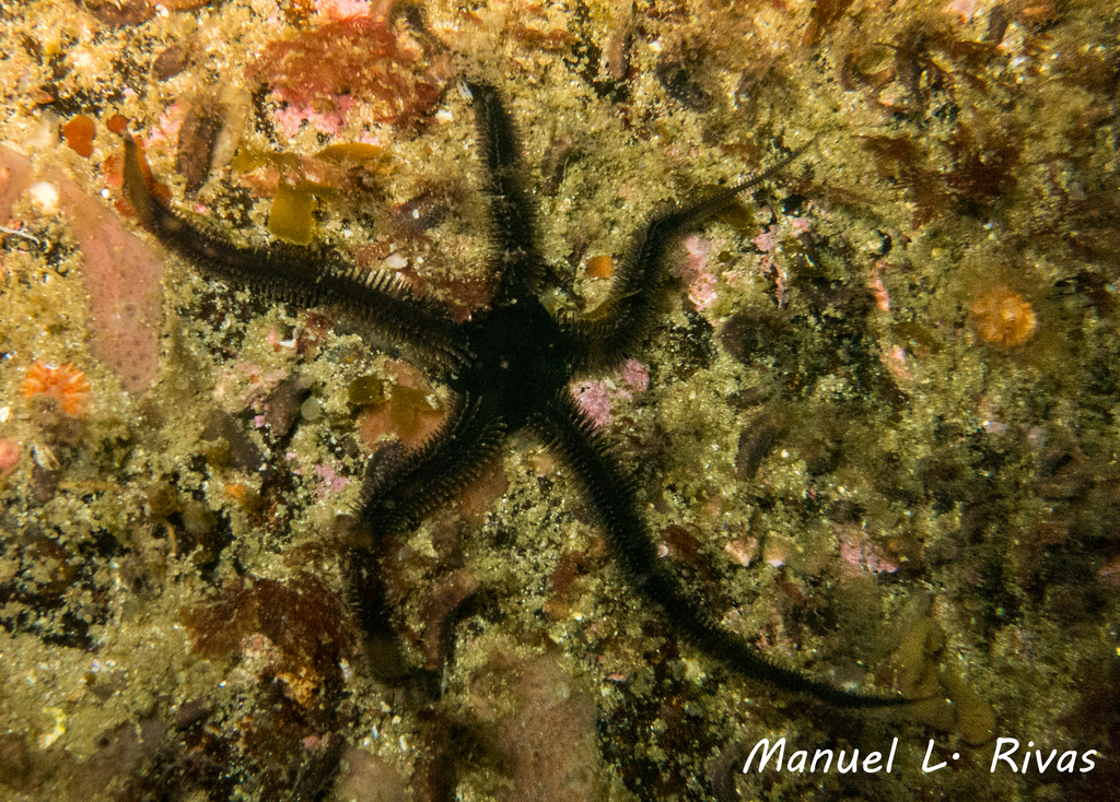 Black Brittle-star