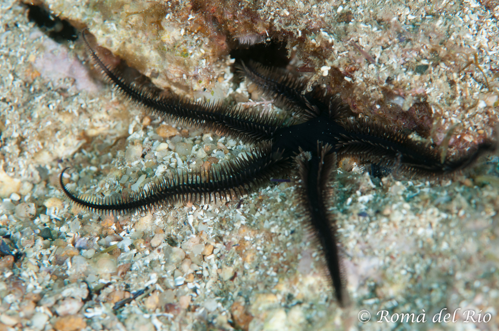Black Brittle-star
