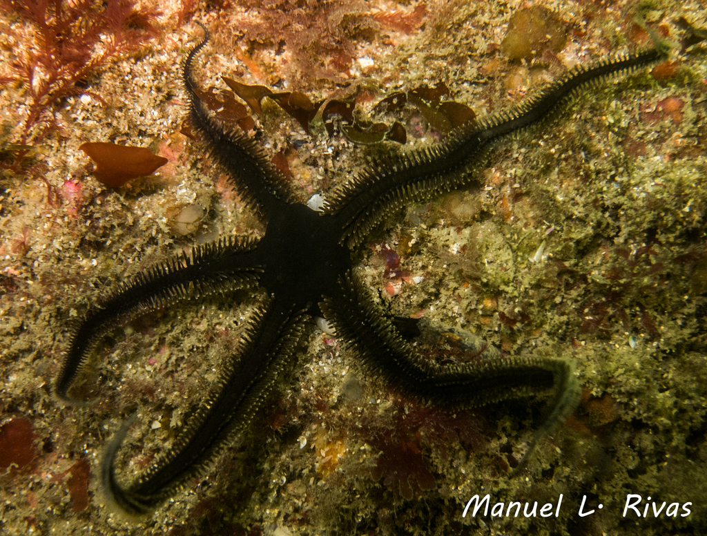 Black Brittle-star