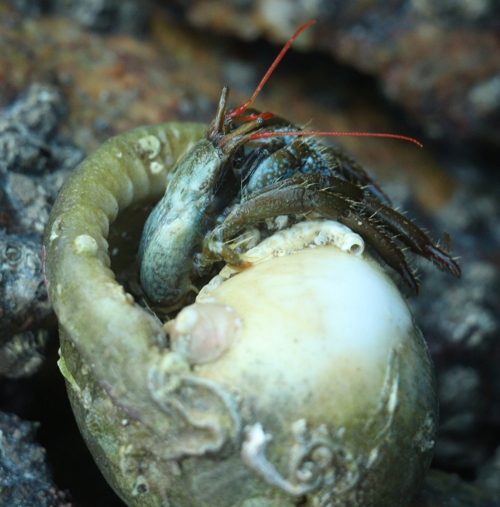 Saint Piran's Hermit Crab