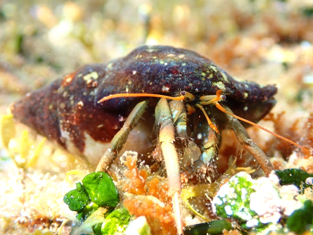 Saint Piran's Hermit Crab