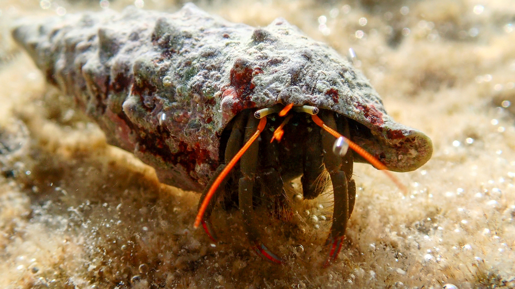 Saint Piran's Hermit Crab