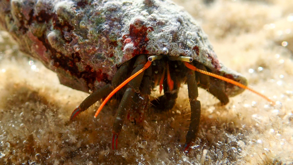 Saint Piran's Hermit Crab
