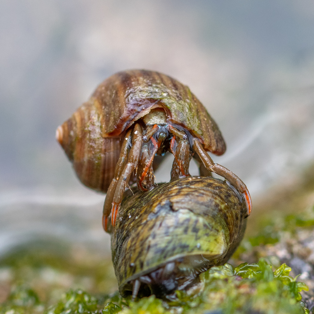 Saint Piran's Hermit Crab