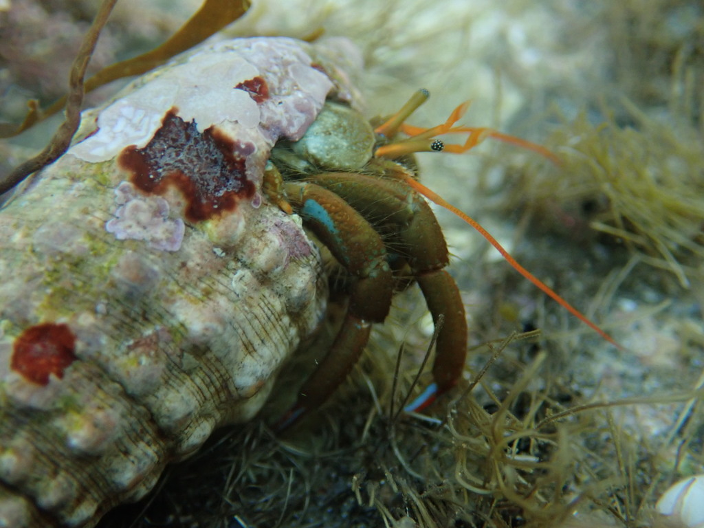 Saint Piran's Hermit Crab