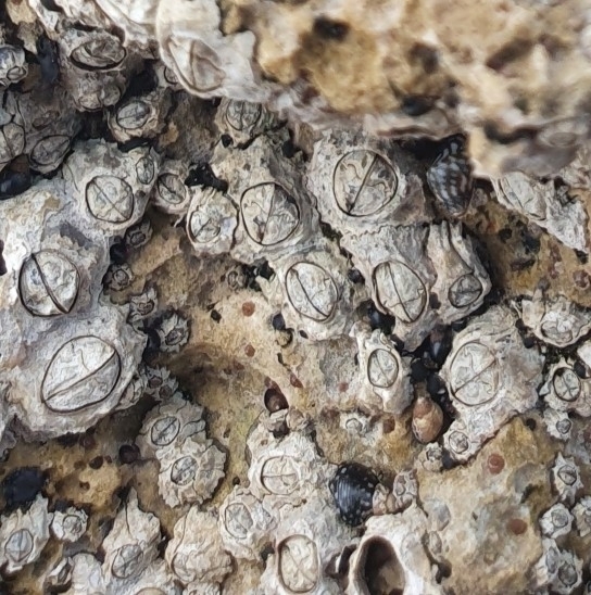 Poli's Stellate Barnacle
