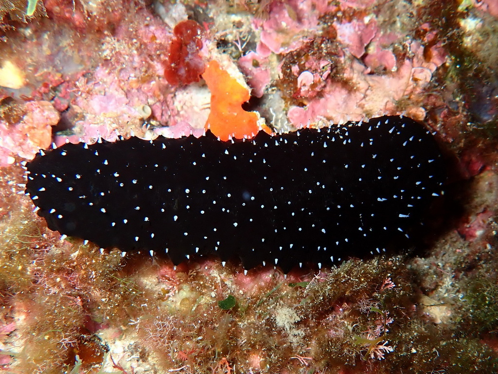 Atlantic Black Sea Cucumber