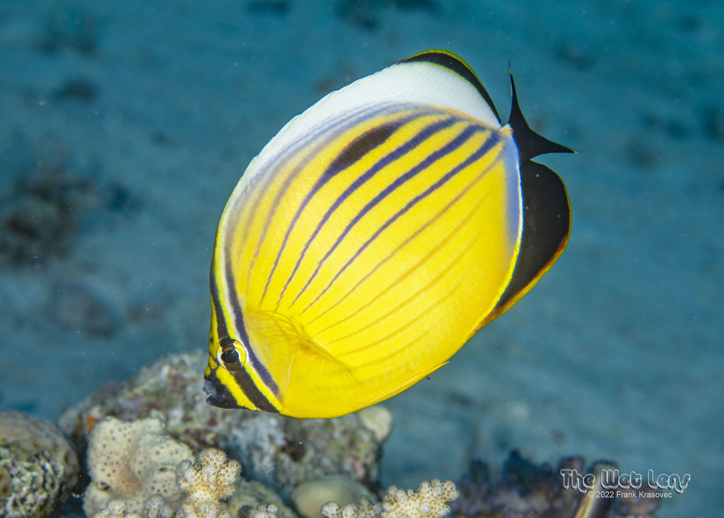 Exquisite Butterflyfish