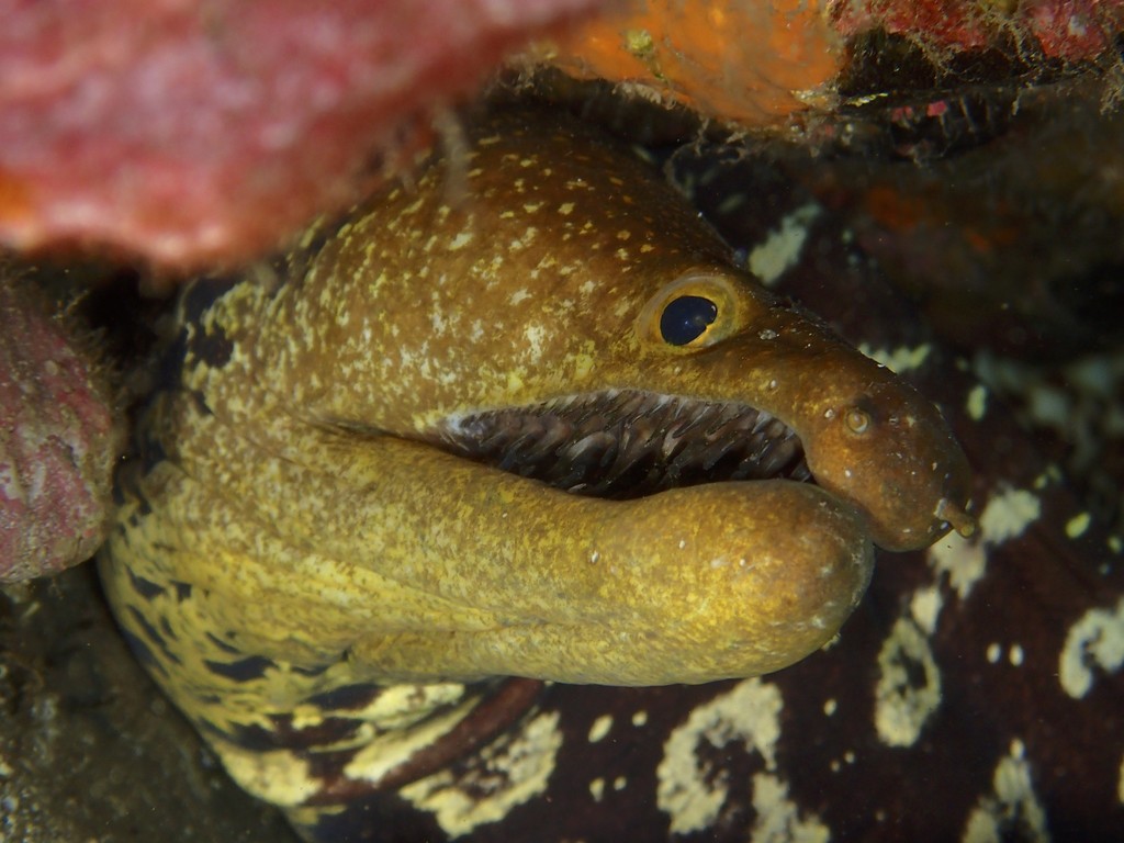 Fangtooth Moray