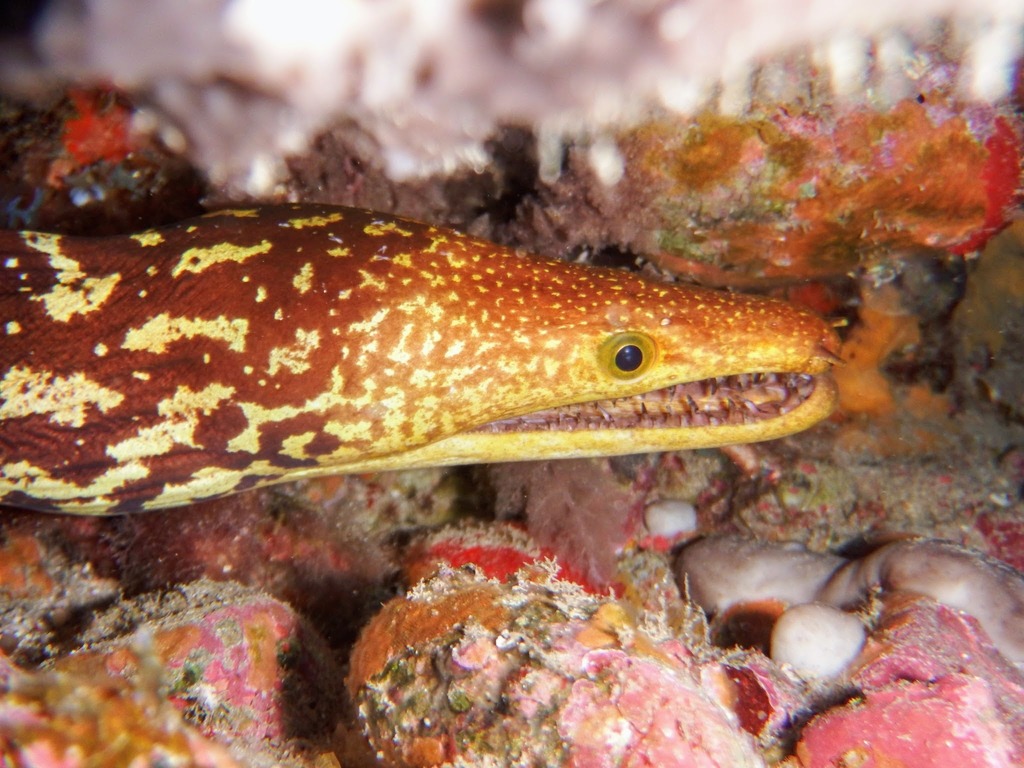 Fangtooth Moray