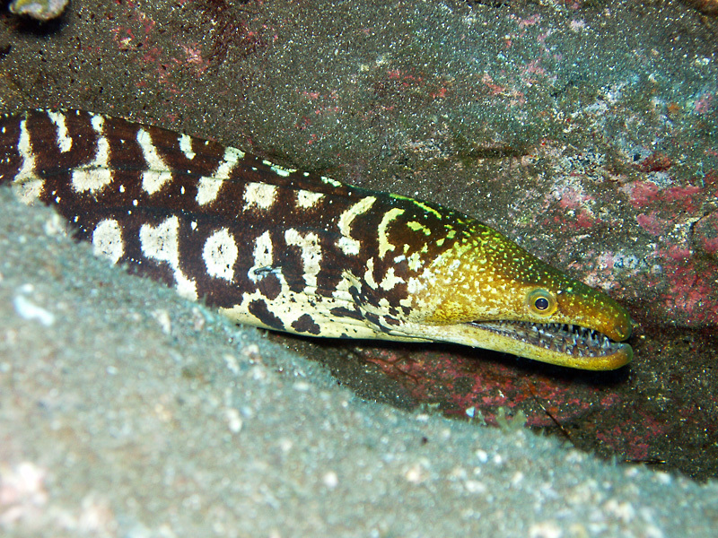Fangtooth Moray