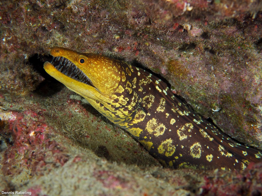 Fangtooth Moray