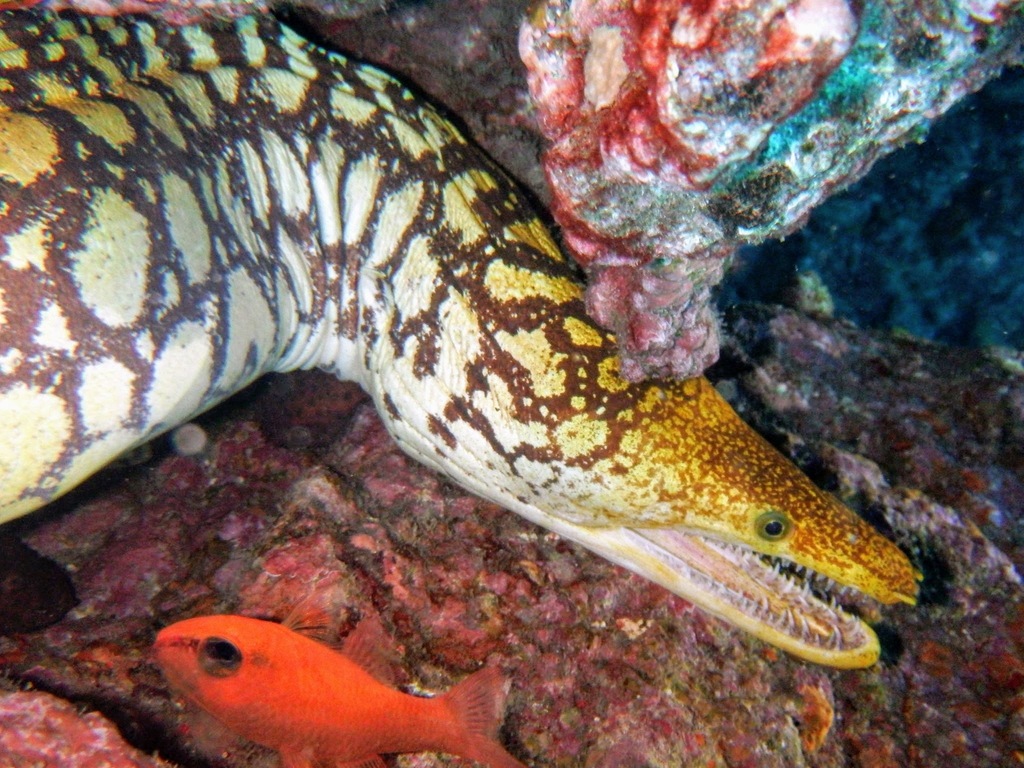 Fangtooth Moray
