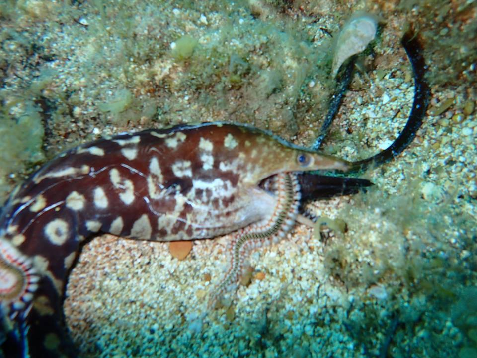 Fangtooth Moray