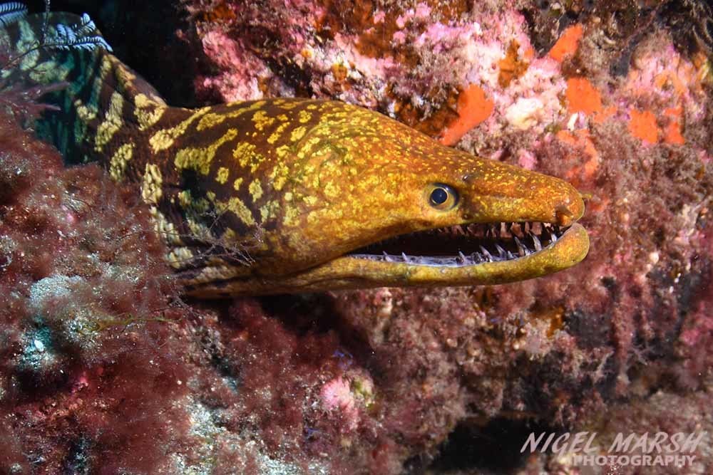 Fangtooth Moray