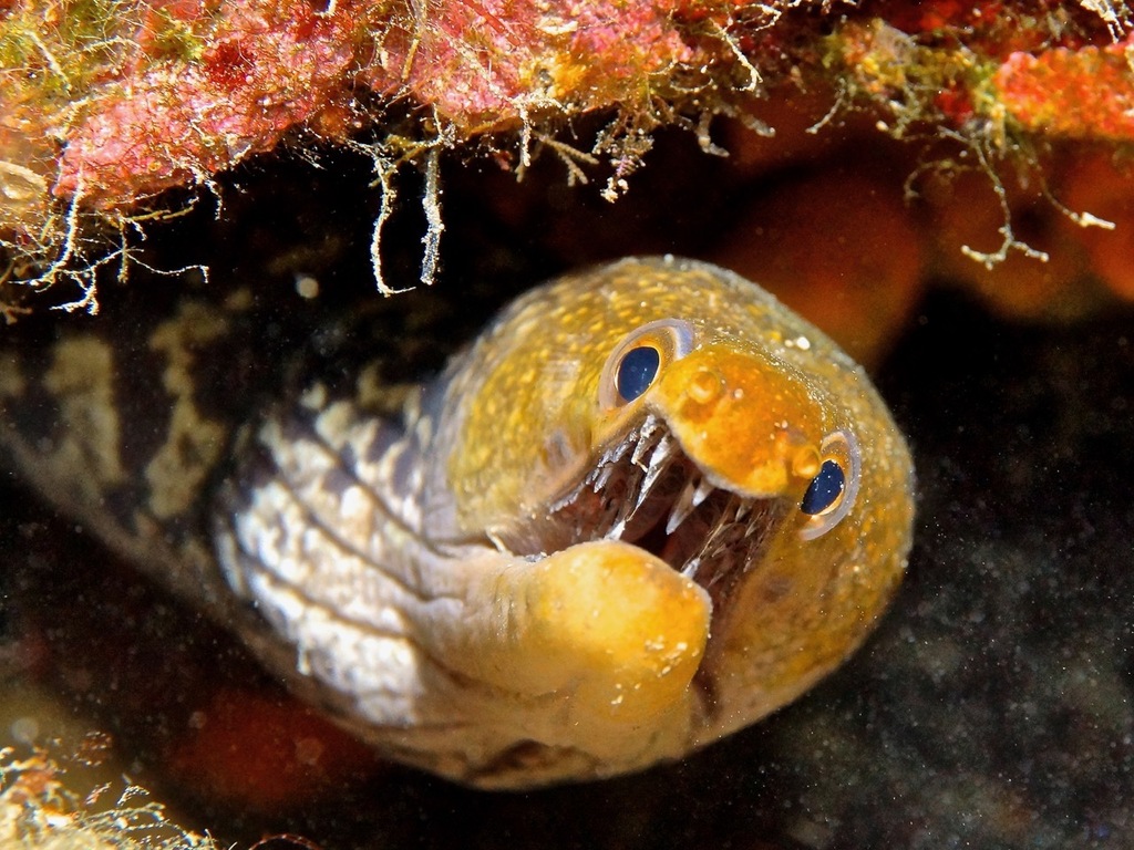 Fangtooth Moray