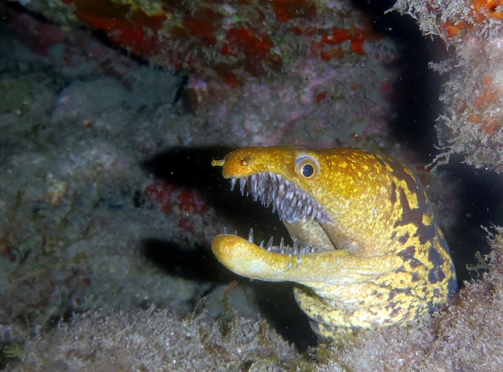 Fangtooth Moray