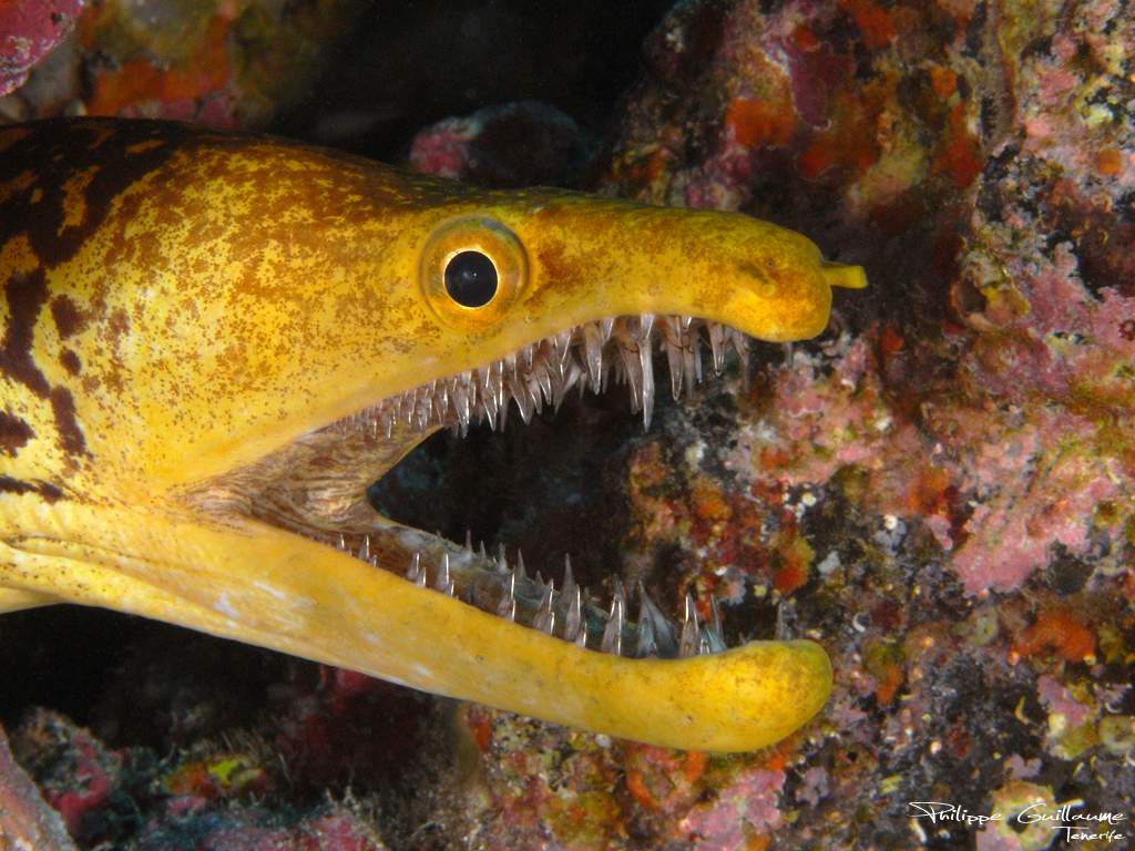 Fangtooth Moray