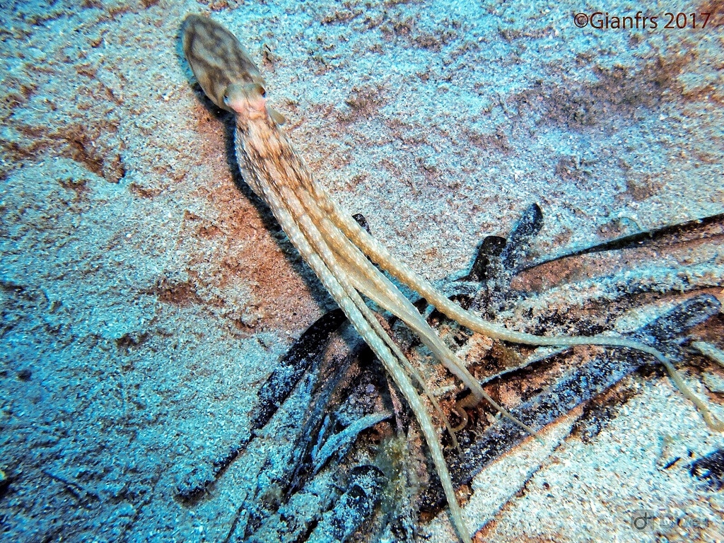 Atlantic Longarm Octopus