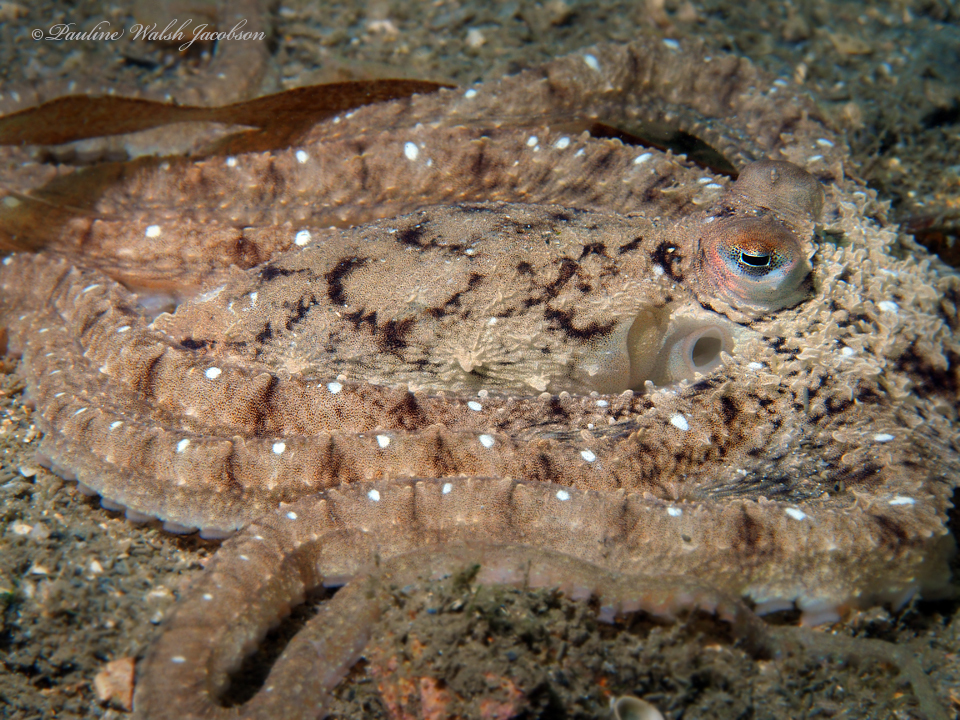 Atlantic Longarm Octopus