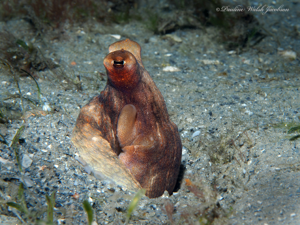 Atlantic Longarm Octopus