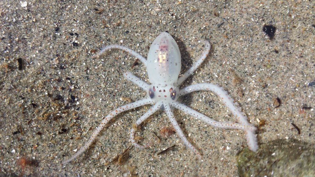 Atlantic Longarm Octopus