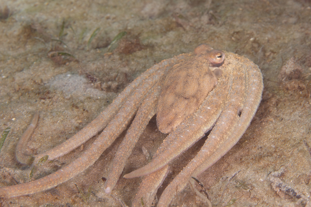 Atlantic Longarm Octopus