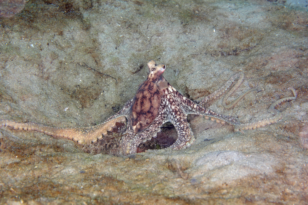 Atlantic Longarm Octopus