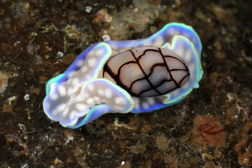 Wavy Bubble Snail