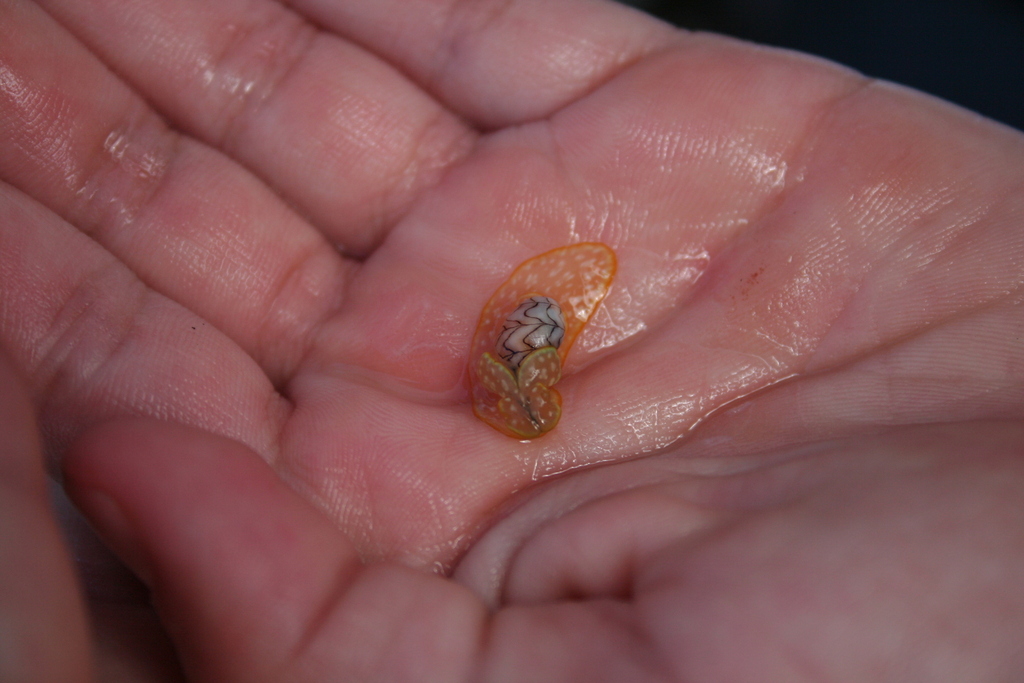 Wavy Bubble Snail