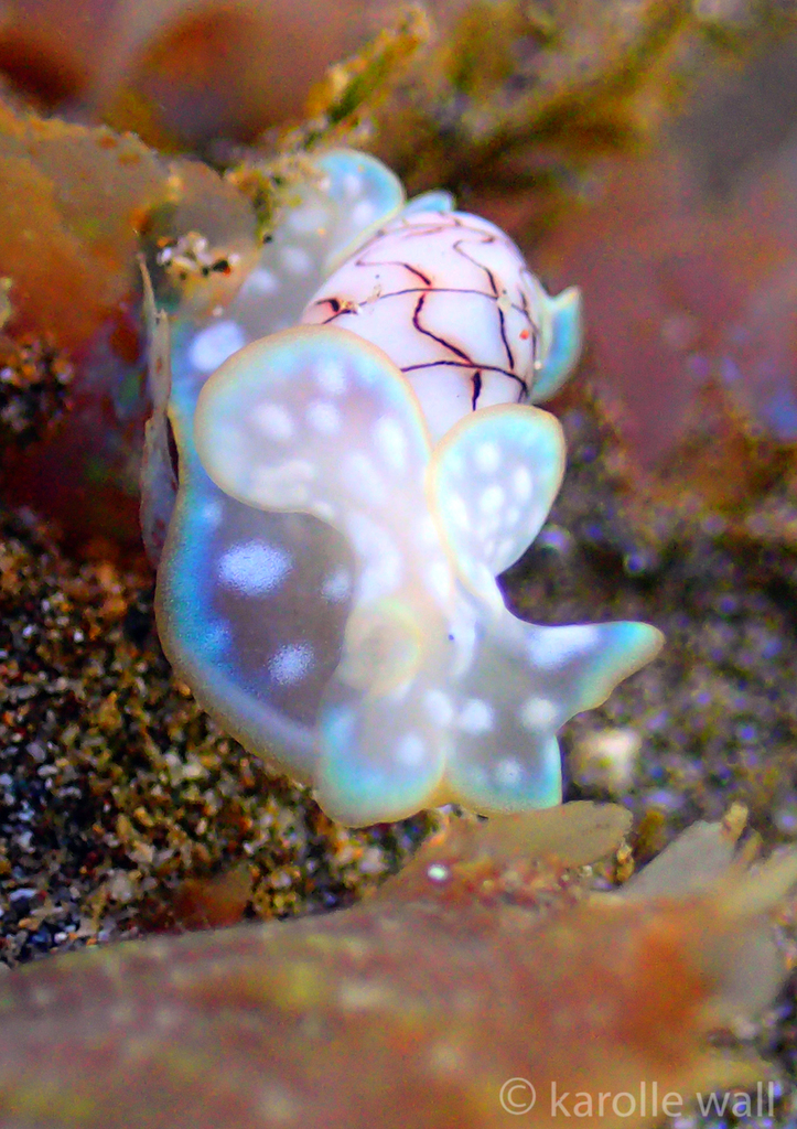Wavy Bubble Snail
