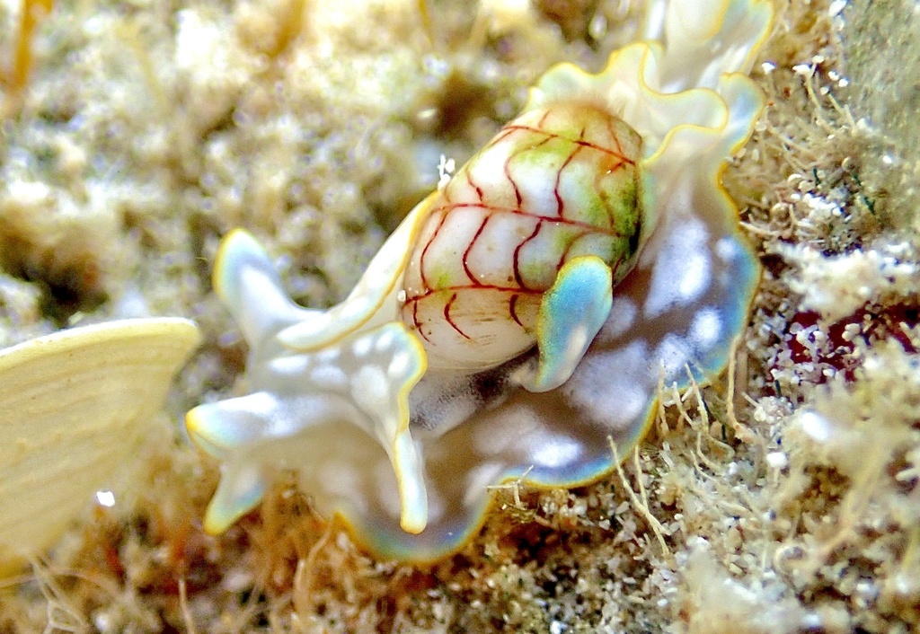 Wavy Bubble Snail