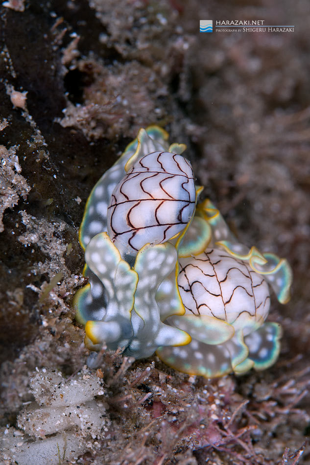 Wavy Bubble Snail