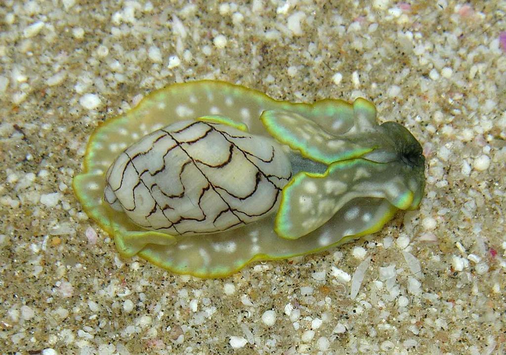 Wavy Bubble Snail