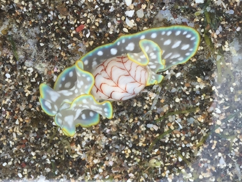 Wavy Bubble Snail