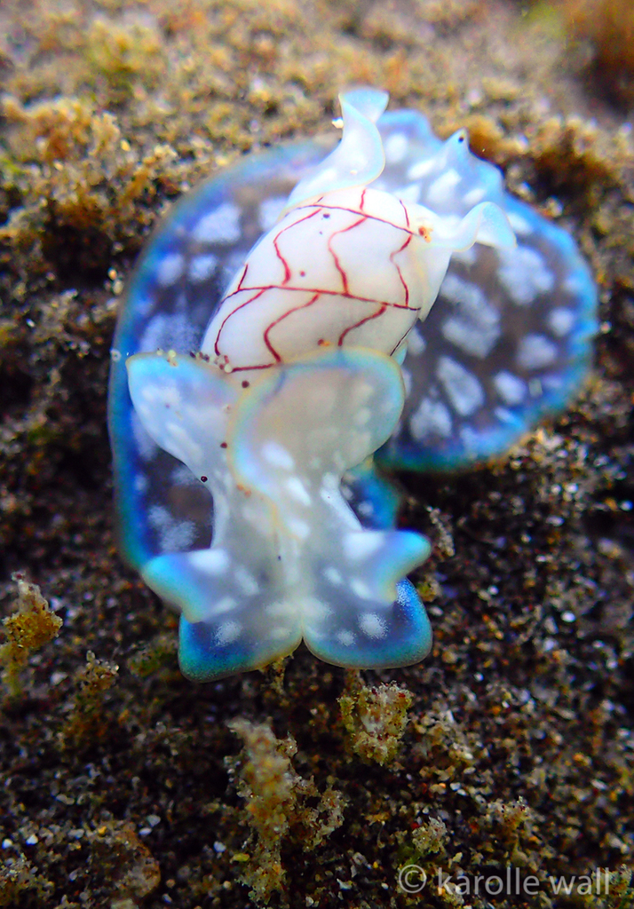 Wavy Bubble Snail