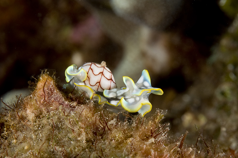 Wavy Bubble Snail